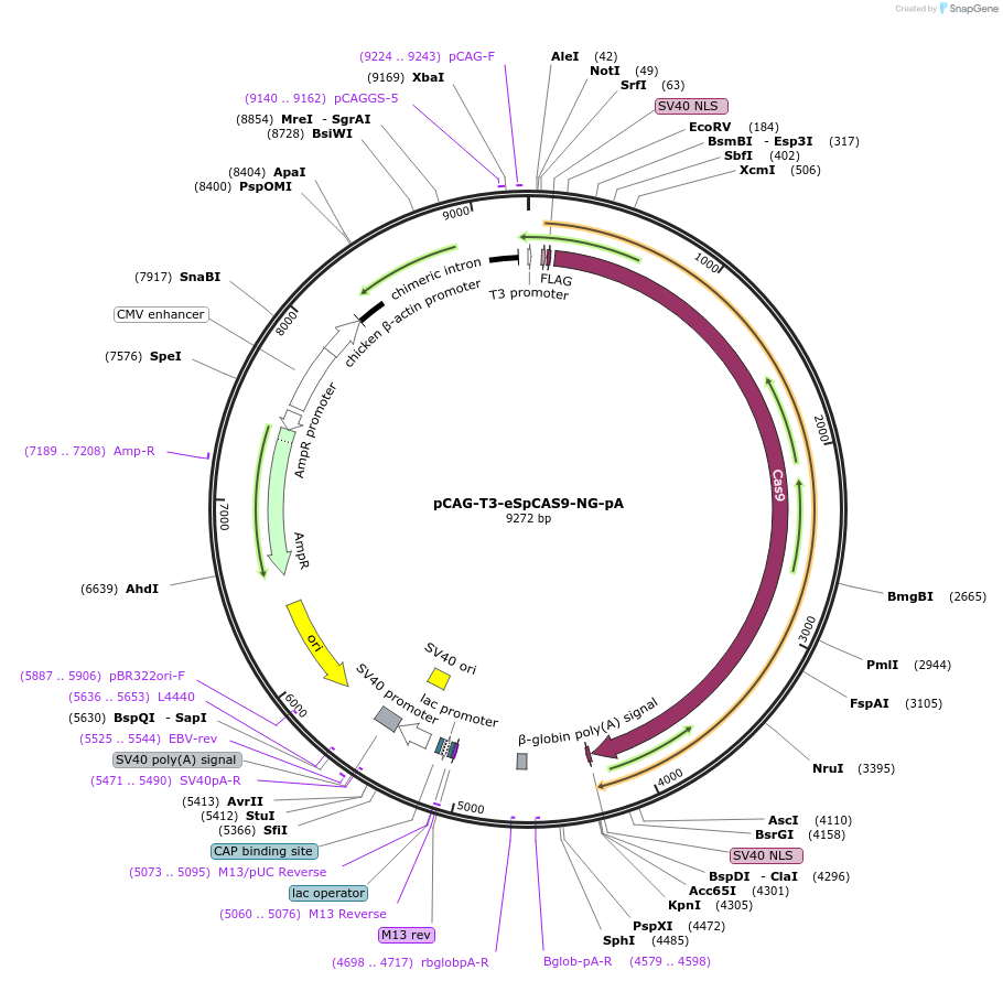131466-plasmid-map-sequence-id-262445