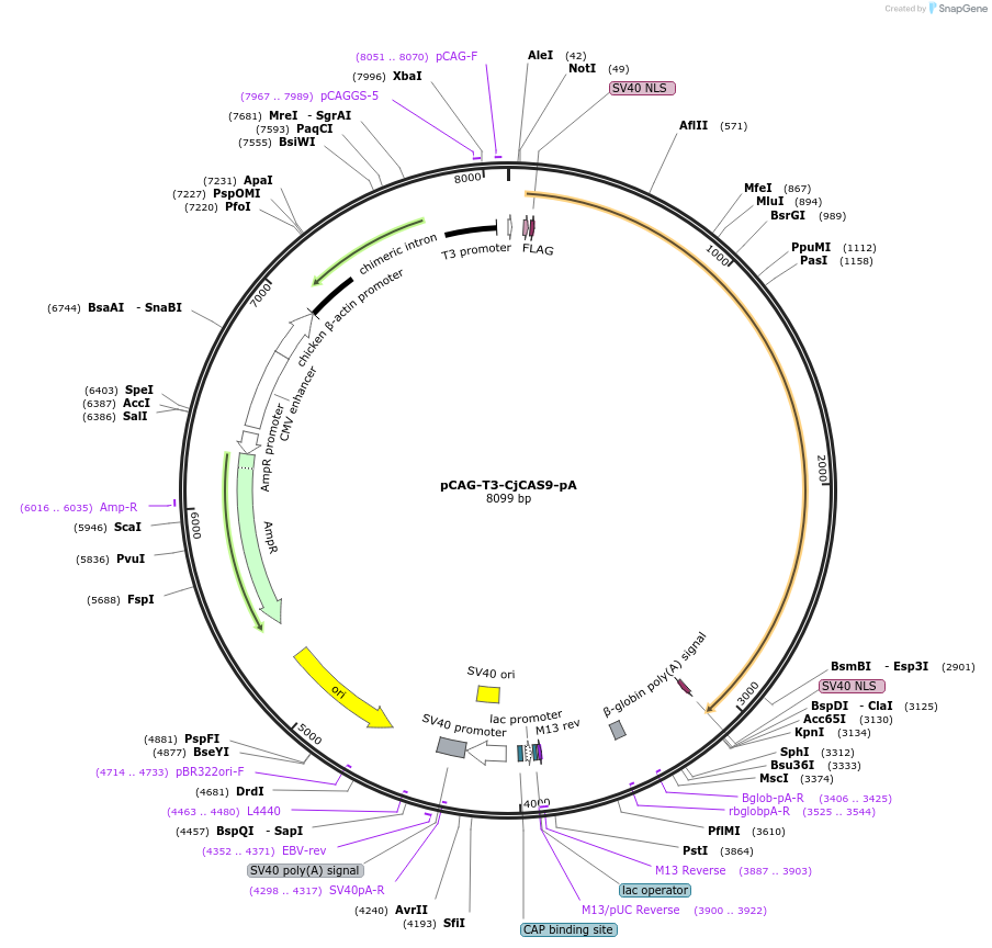 131543-plasmid-map-sequence-id-262486