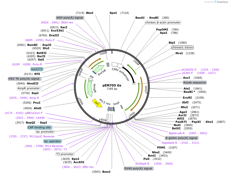 109350-plasmid-map-sequence-id-262489