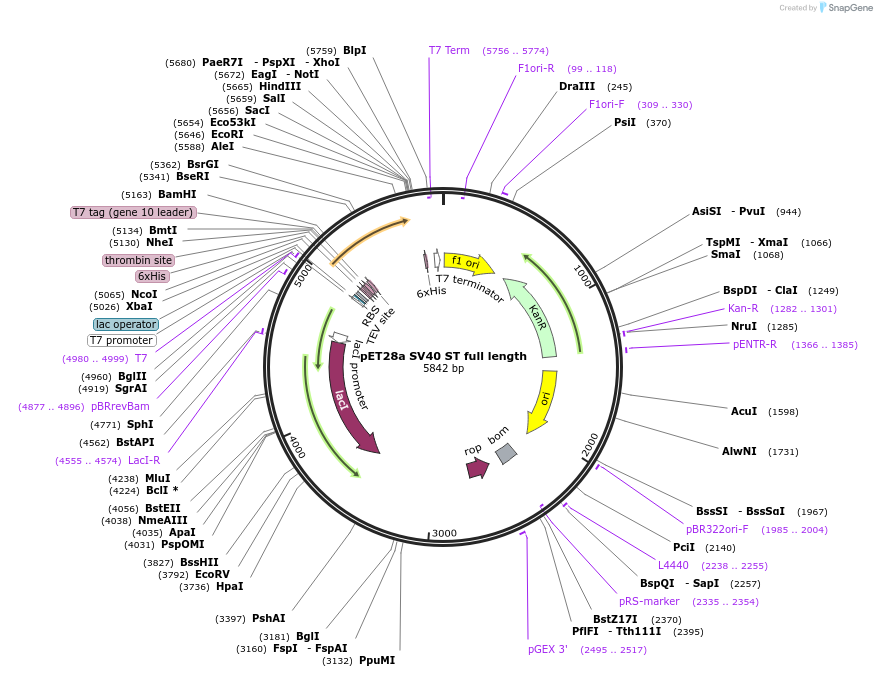 132636-plasmid-map-sequence-id-262539
