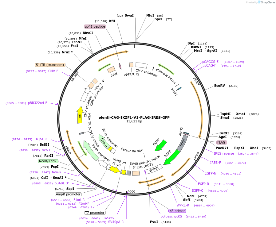 107387-plasmid-map-sequence-id-262546
