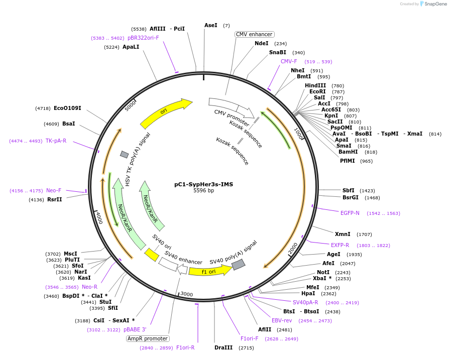108120-plasmid-map-sequence-id-262557