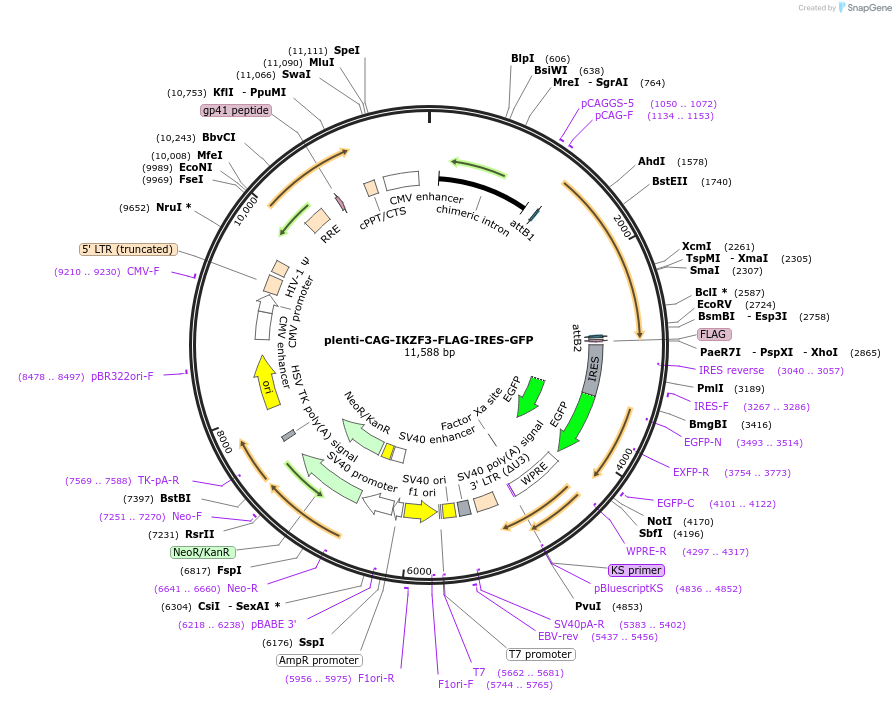 107388-plasmid-map-sequence-id-262564