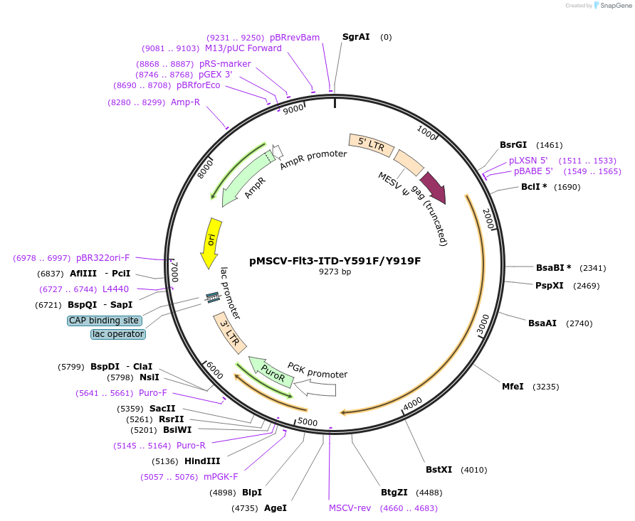 74499-plasmid-map-sequence-id-262601