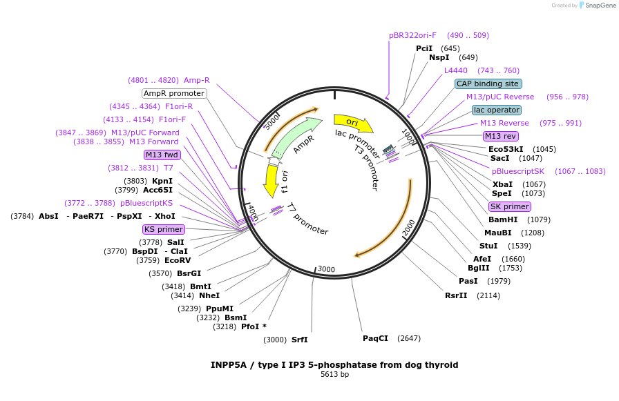131767-plasmid-map-sequence-id-262602