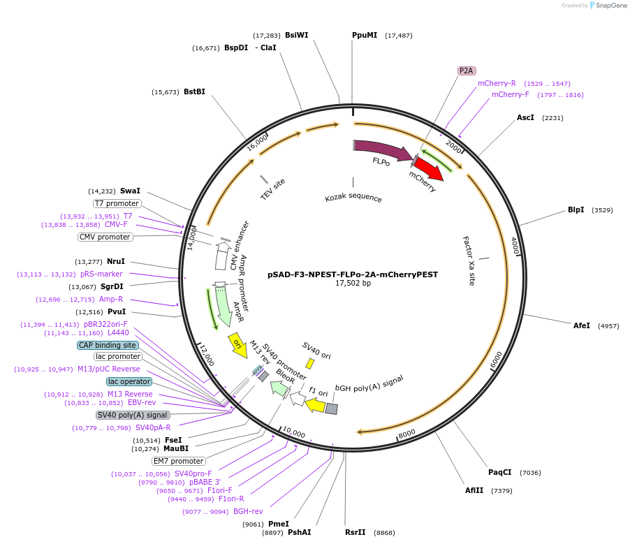 99609-plasmid-map-sequence-id-262616