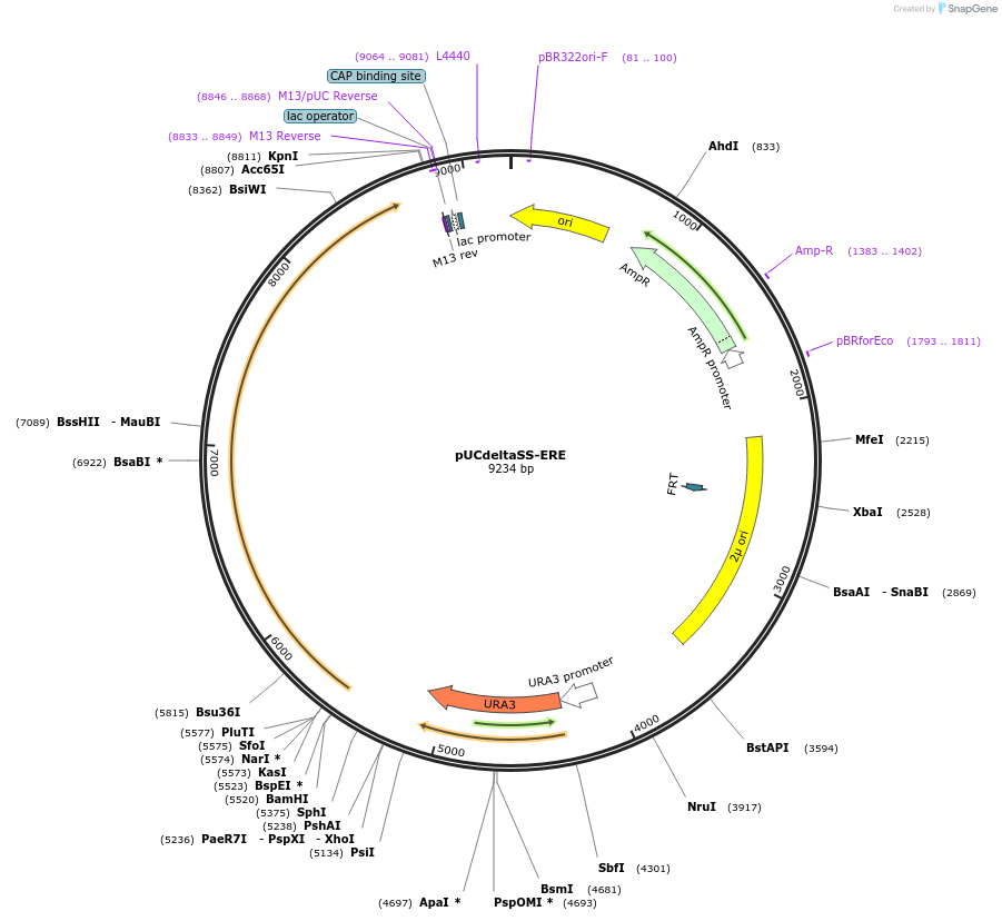 108217-plasmid-map-sequence-id-262619
