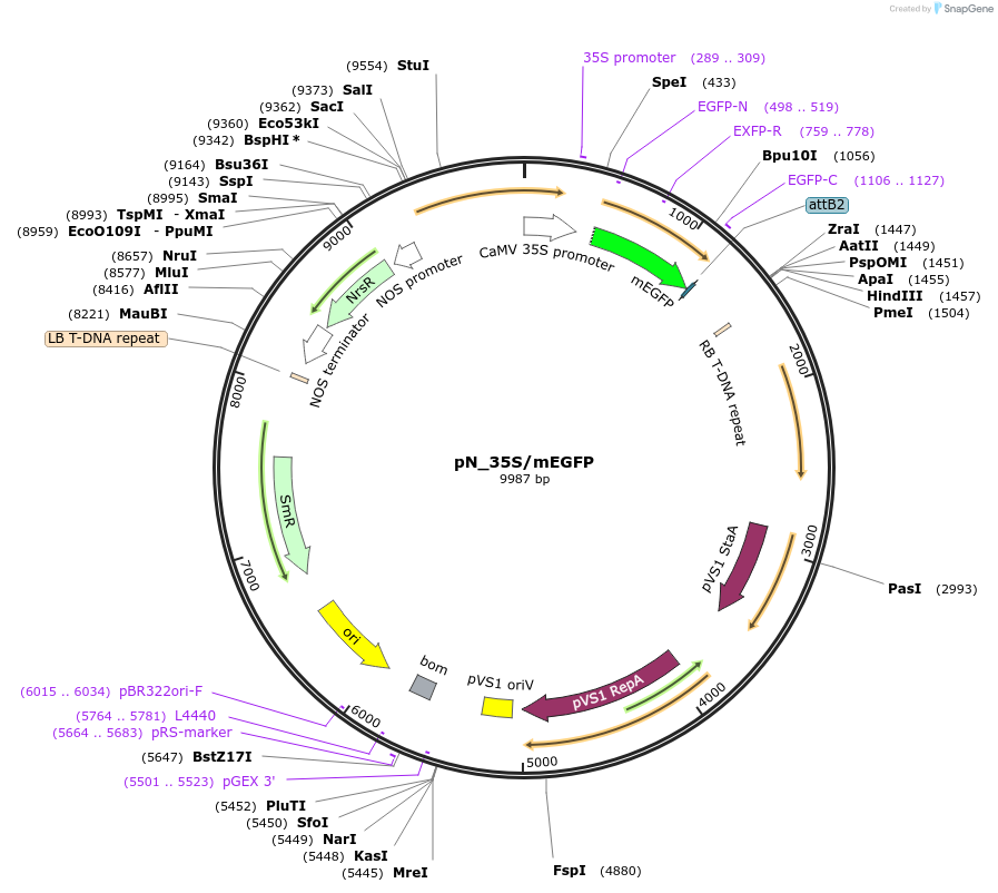 132565-plasmid-map-sequence-id-262629