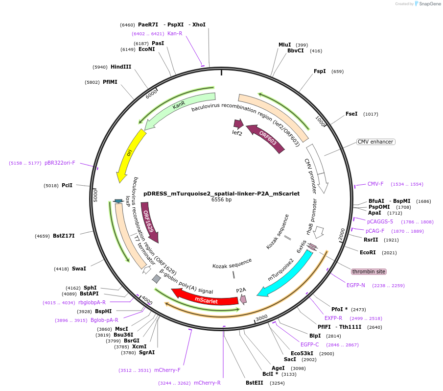 130509-plasmid-map-sequence-id-262638