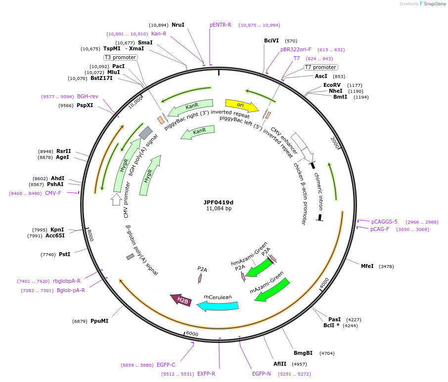 124020-plasmid-map-sequence-id-262655