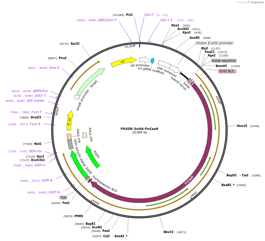 130969-plasmid-map-sequence-id-262656