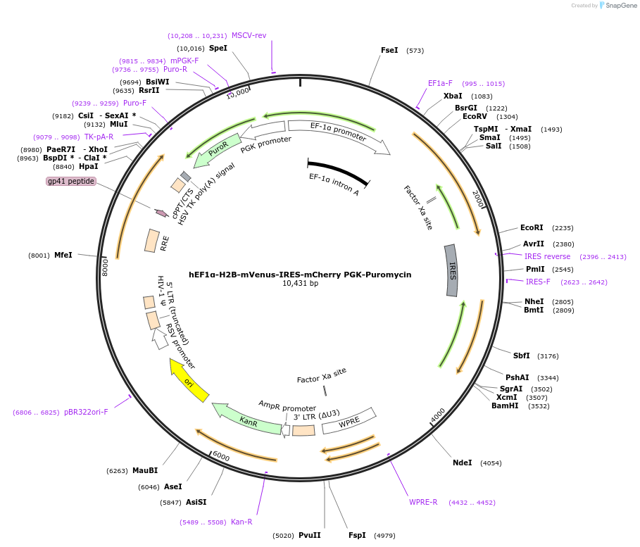 99278-plasmid-map-sequence-id-262659
