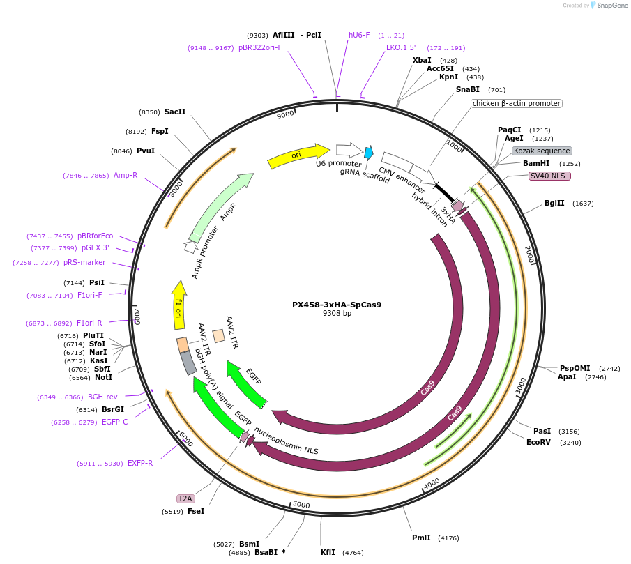 130968-plasmid-map-sequence-id-262662