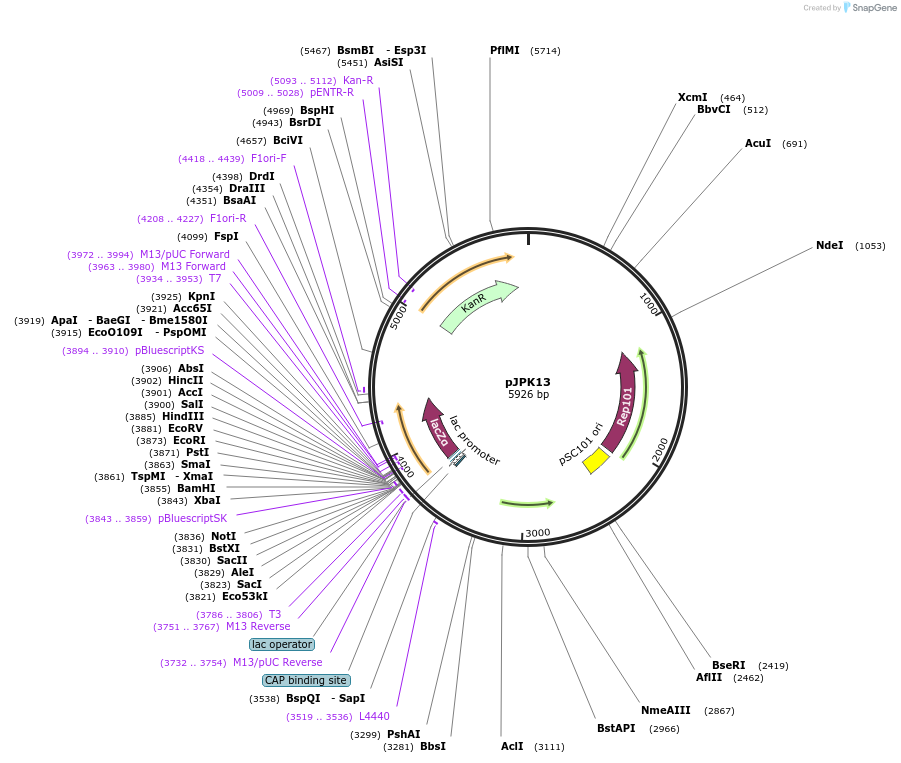 80775-plasmid-map-sequence-id-262663