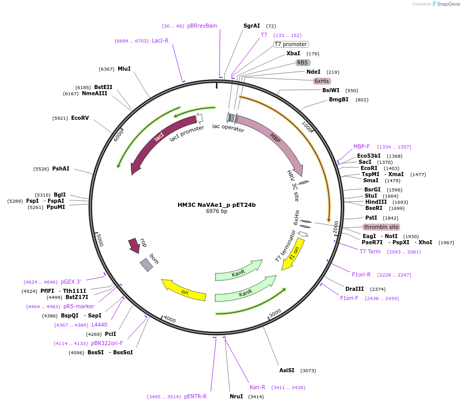 127854-plasmid-map-sequence-id-262665