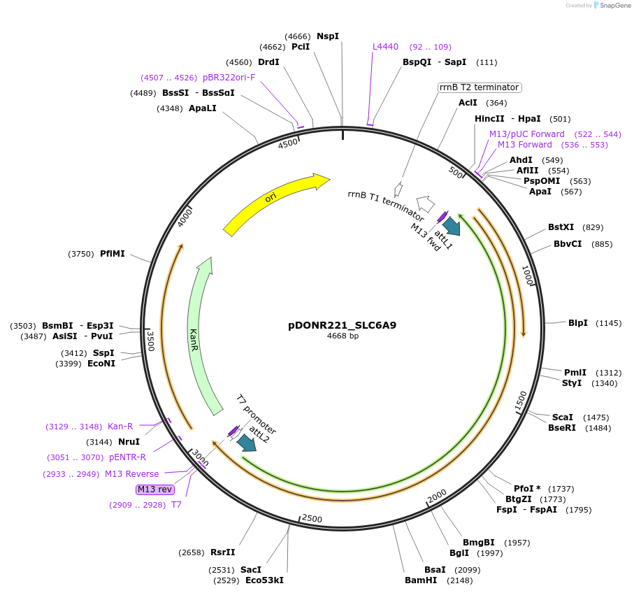 132220-plasmid-map-sequence-id-262667