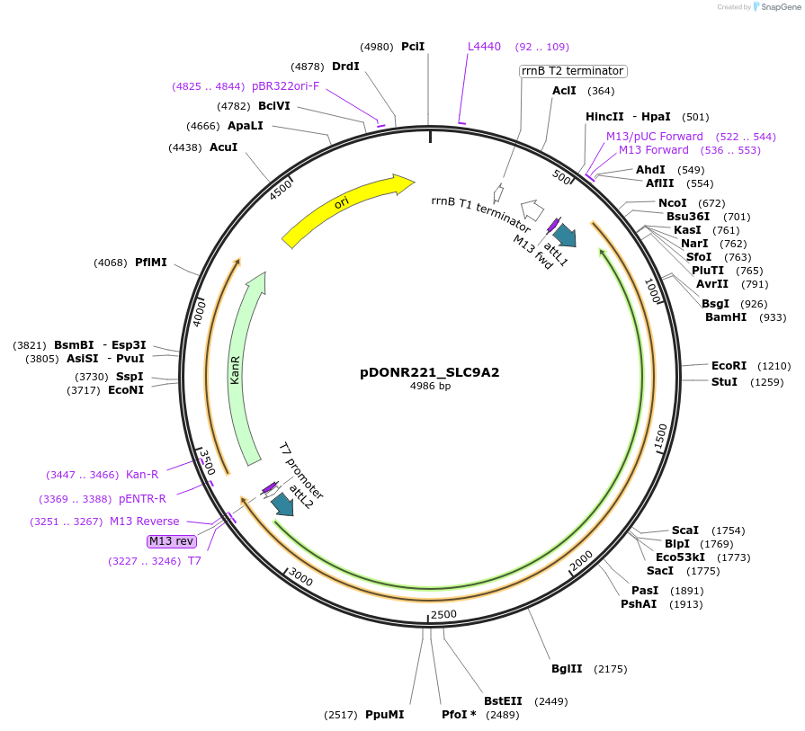 132222-plasmid-map-sequence-id-262671