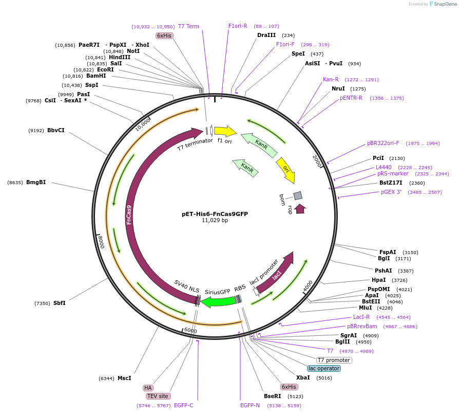 130966-plasmid-map-sequence-id-262672
