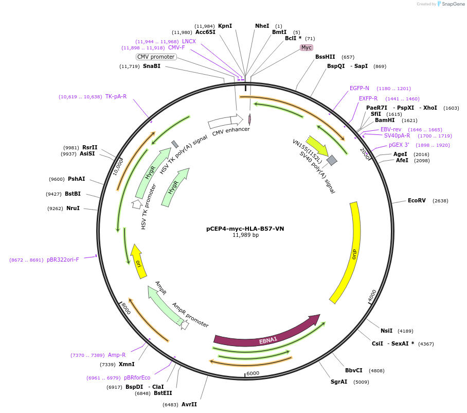 135515-plasmid-map-sequence-id-262680