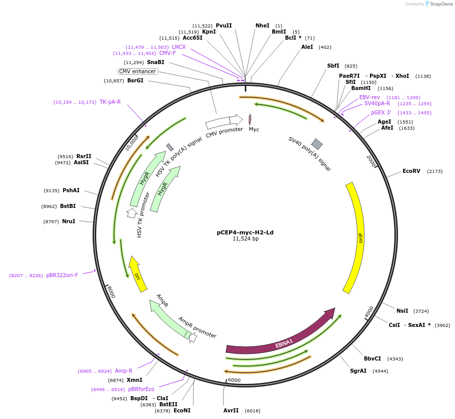 135519-plasmid-map-sequence-id-262682