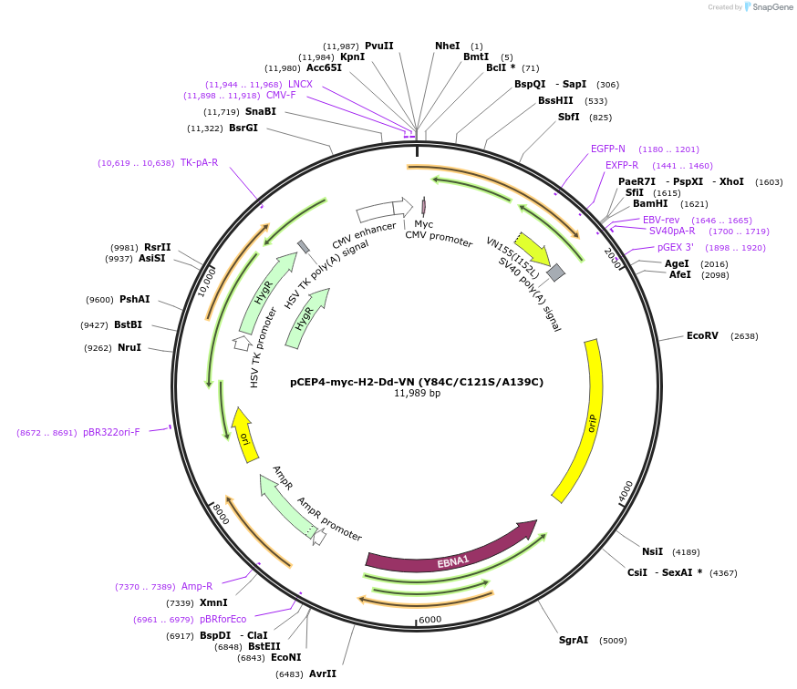 135501-plasmid-map-sequence-id-262690