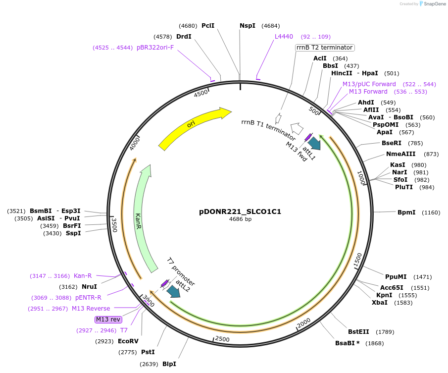 132224-plasmid-map-sequence-id-262698