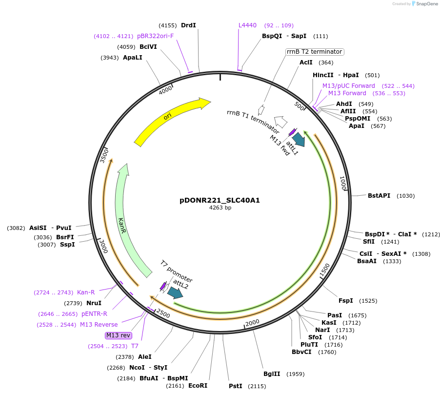 132225-plasmid-map-sequence-id-262699