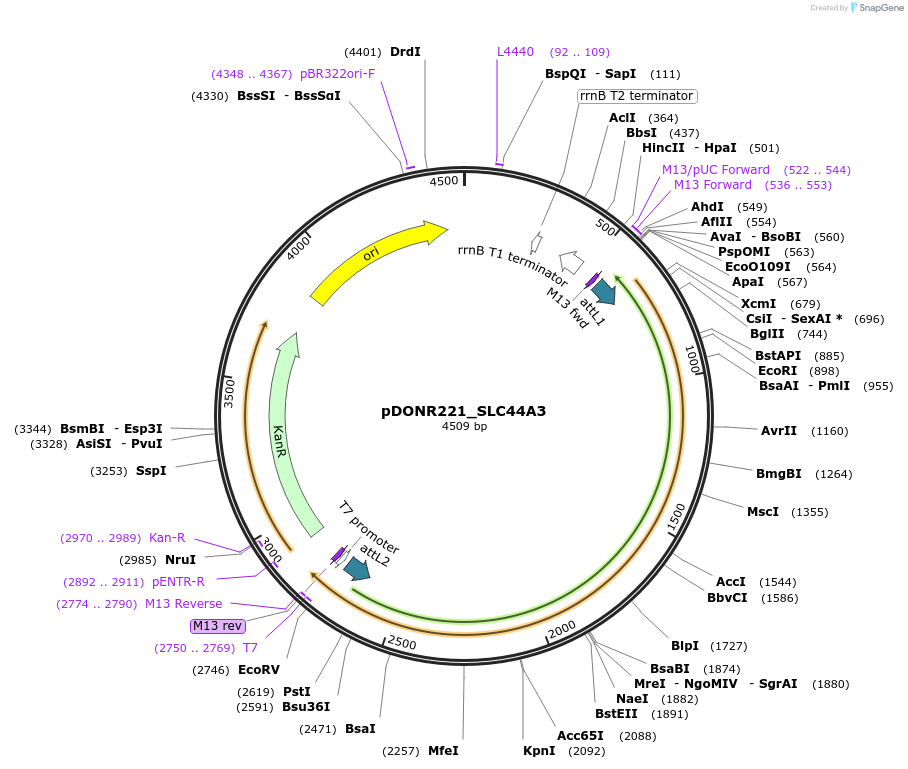 132226-plasmid-map-sequence-id-262700