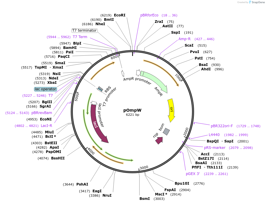 112121-plasmid-map-sequence-id-262704