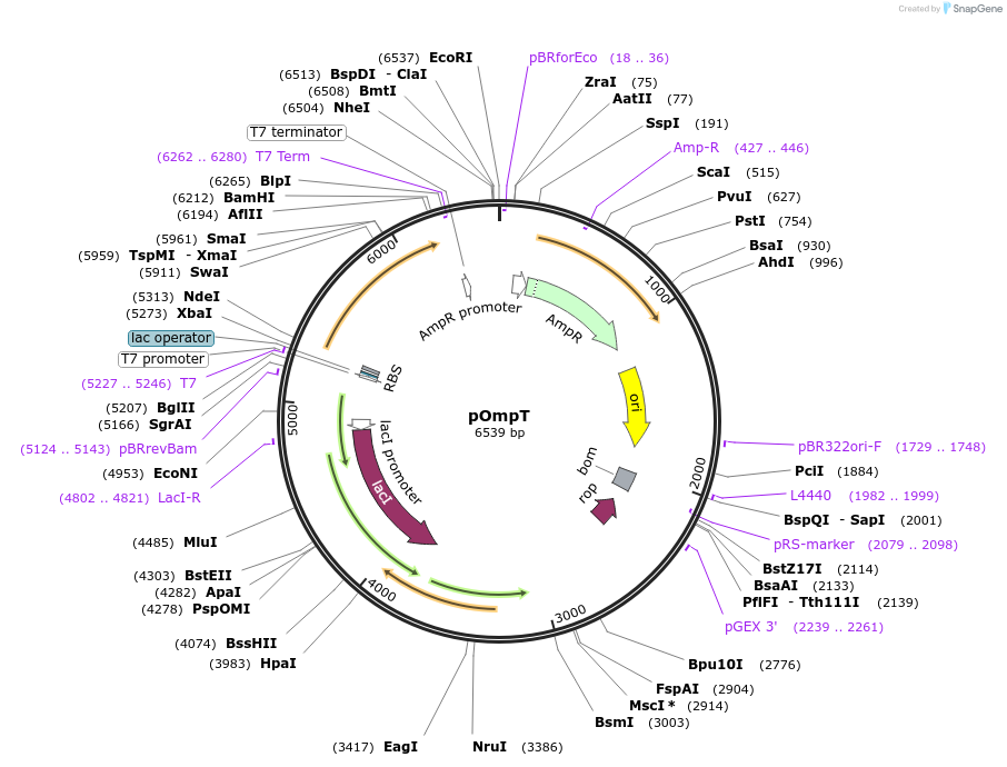 112123-plasmid-map-sequence-id-262705