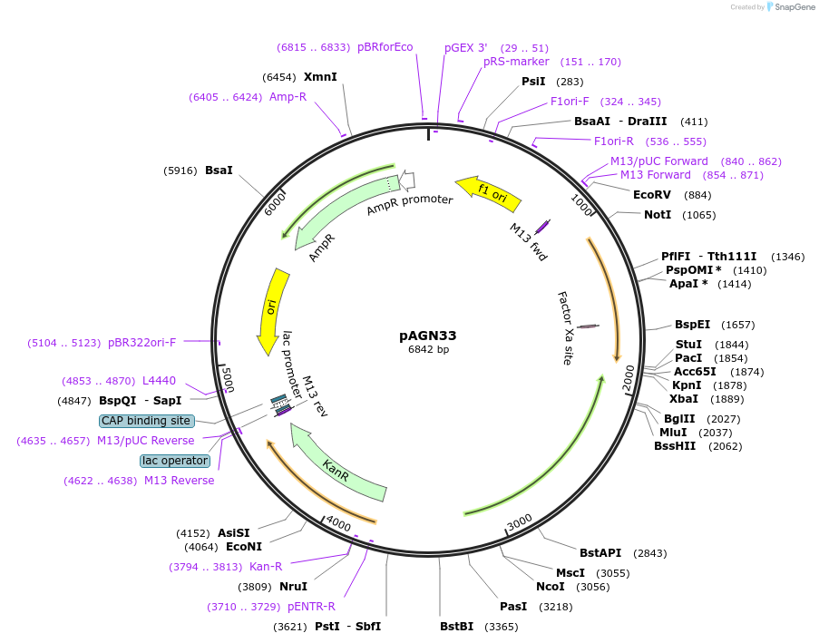 131105-plasmid-map-sequence-id-262707