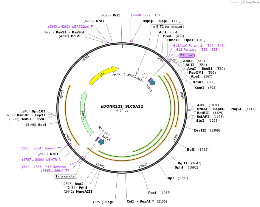 132229-plasmid-map-sequence-id-262708