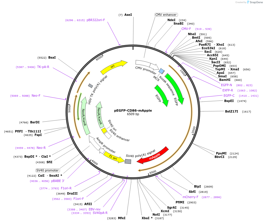 133860-plasmid-map-sequence-id-262710