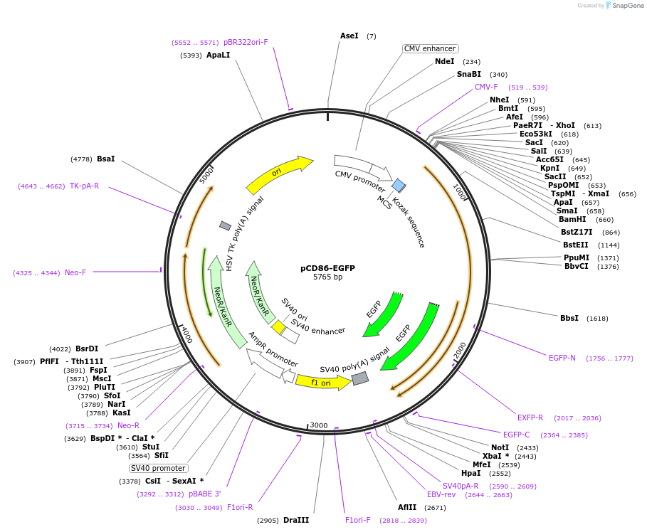133858-plasmid-map-sequence-id-262713