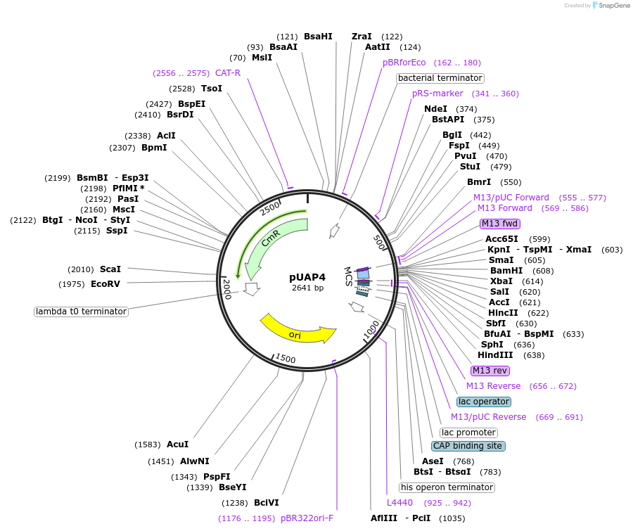 262731_map