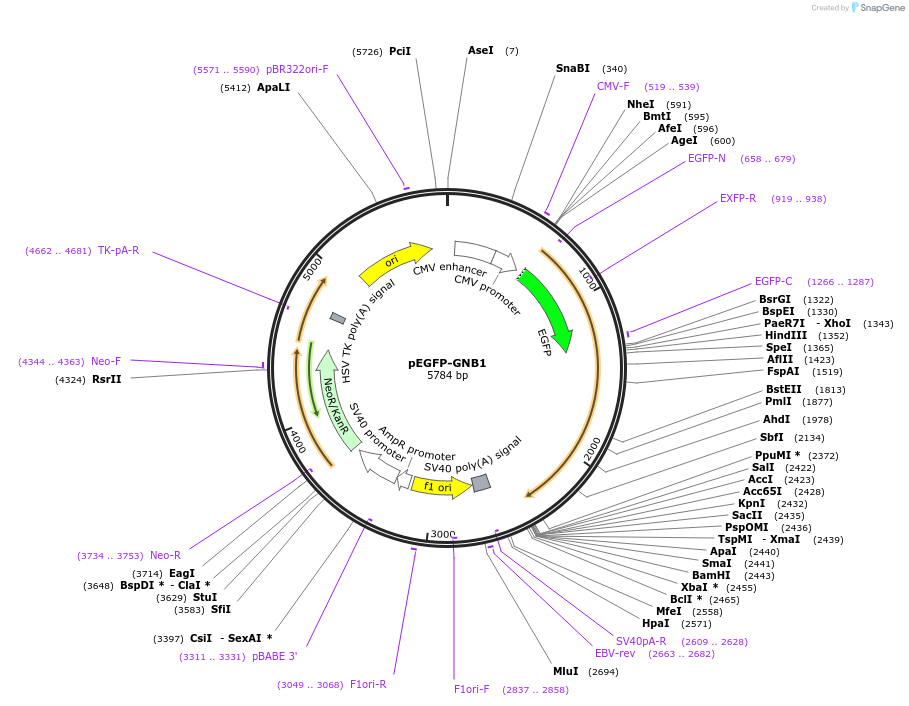 133856-plasmid-map-sequence-id-262877