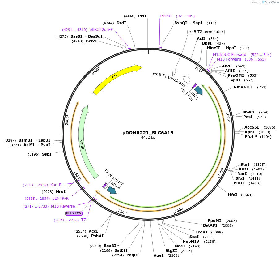132231-plasmid-map-sequence-id-262887