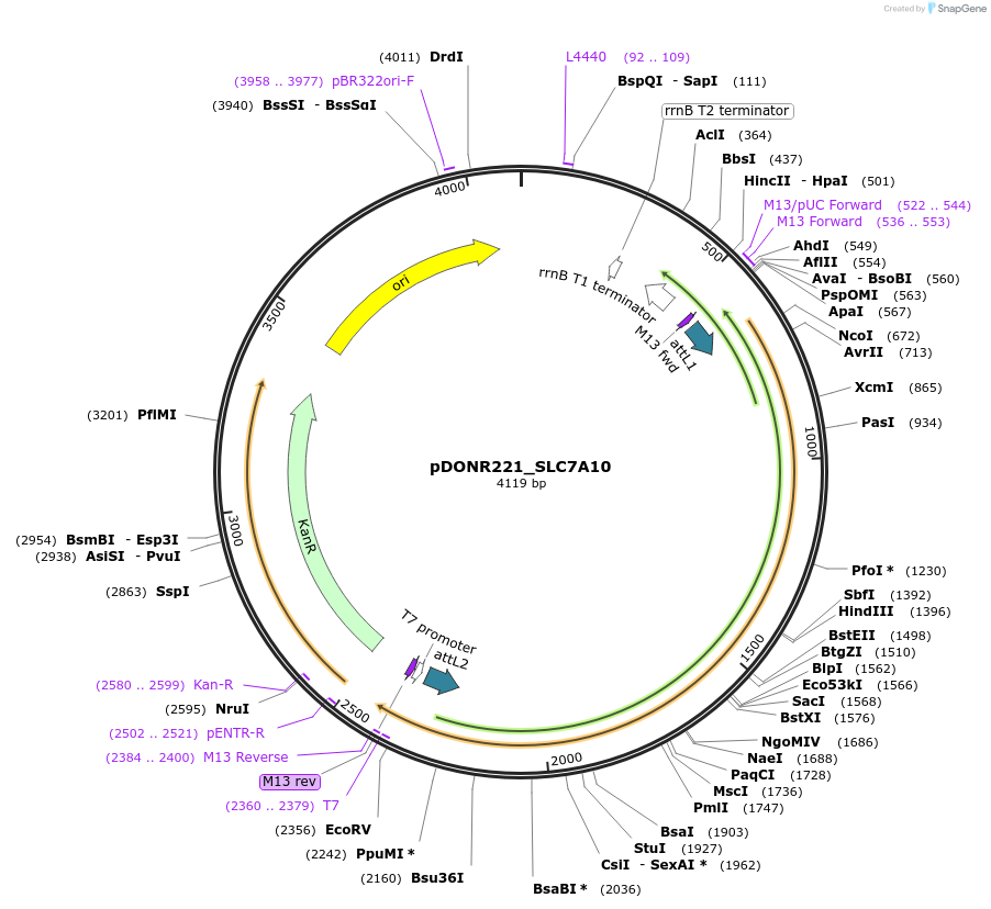132232-plasmid-map-sequence-id-262888