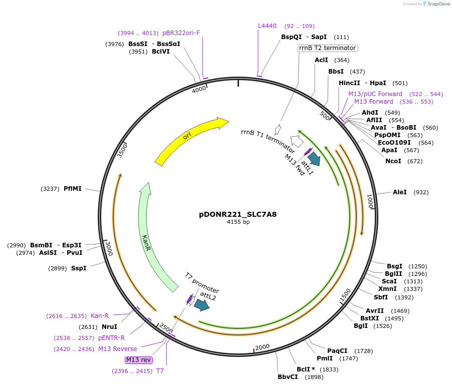 132233-plasmid-map-sequence-id-262889