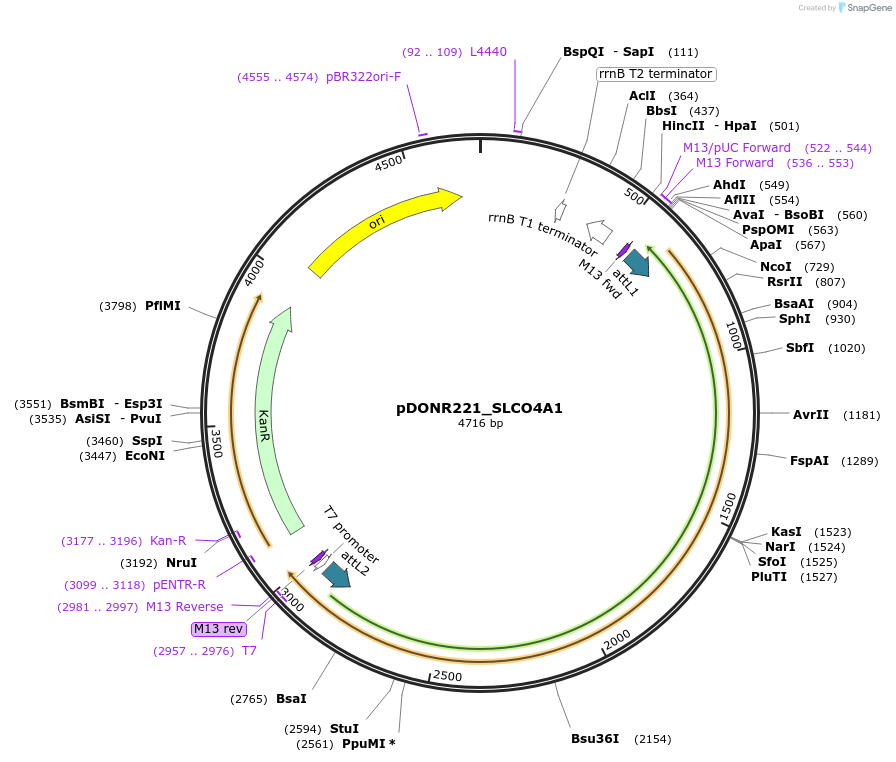 132236-plasmid-map-sequence-id-262892