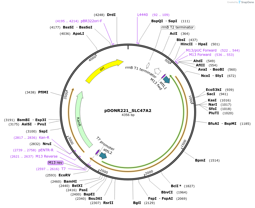 132239-plasmid-map-sequence-id-262895