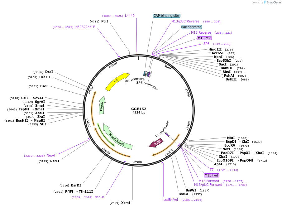 120752-plasmid-map-sequence-id-262896