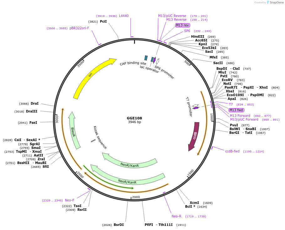 120753-plasmid-map-sequence-id-262907