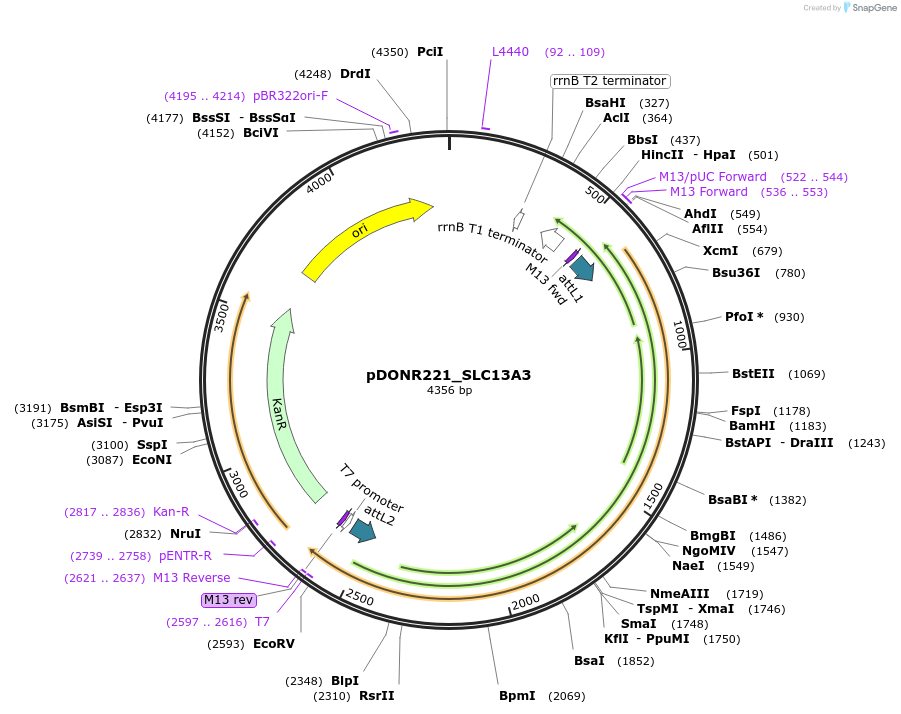 132309-plasmid-map-sequence-id-262916