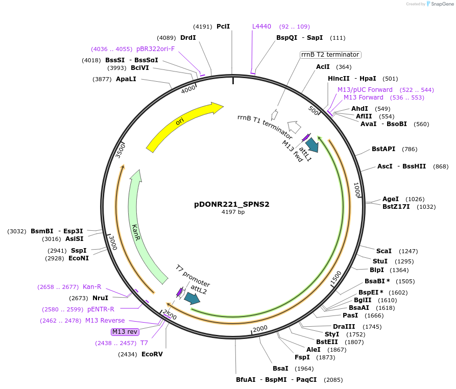 132307-plasmid-map-sequence-id-262920