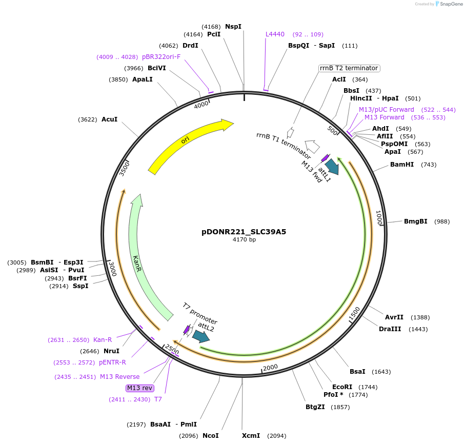 132057-plasmid-map-sequence-id-262927