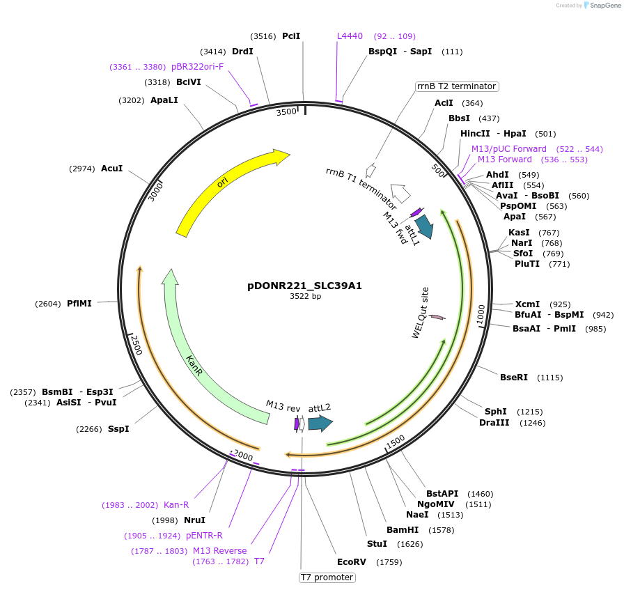 132058-plasmid-map-sequence-id-262928