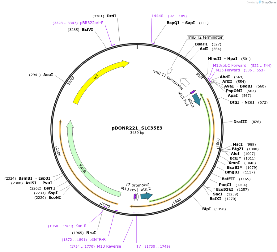 132062-plasmid-map-sequence-id-262930