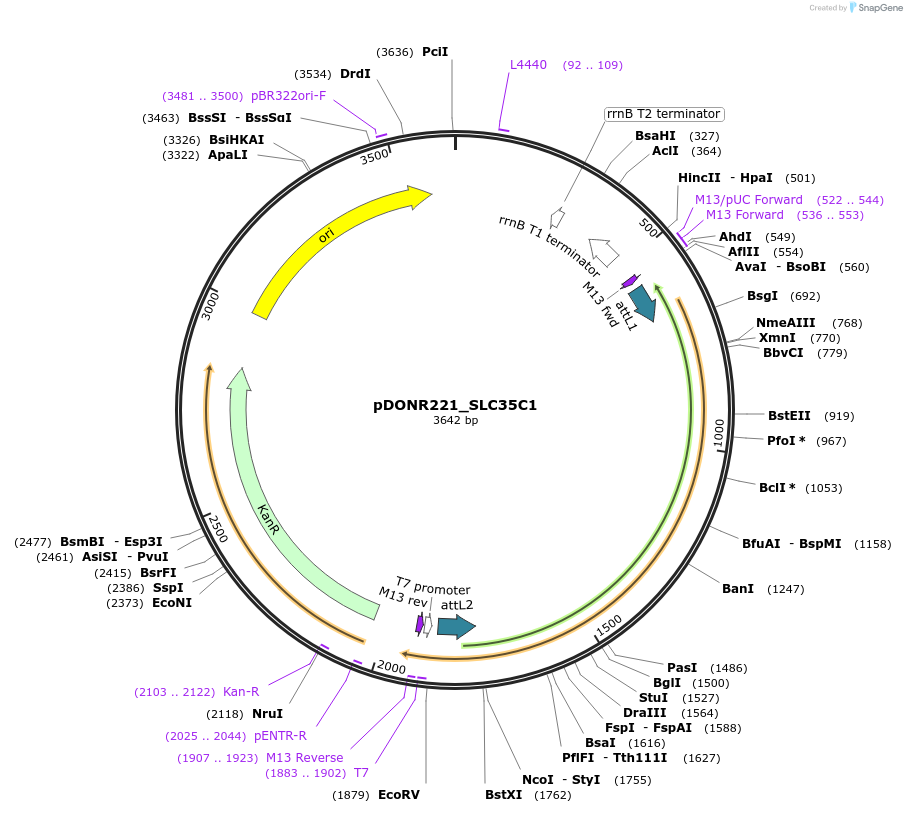 132063-plasmid-map-sequence-id-262931