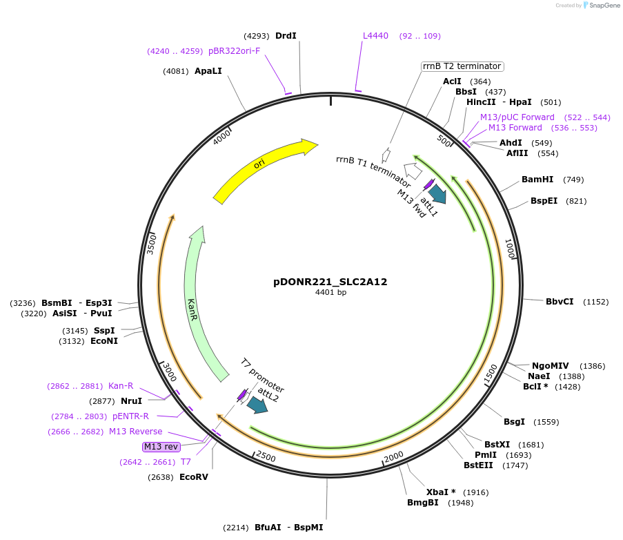 132067-plasmid-map-sequence-id-262935
